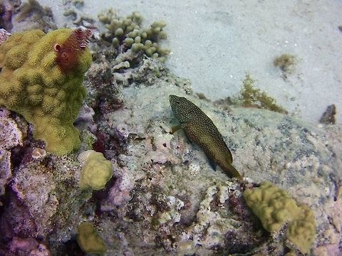 Epinephilus Fulvus  Cephalopholis fulva,Geotagged,Saint Vincent and the Grenadines,Summer