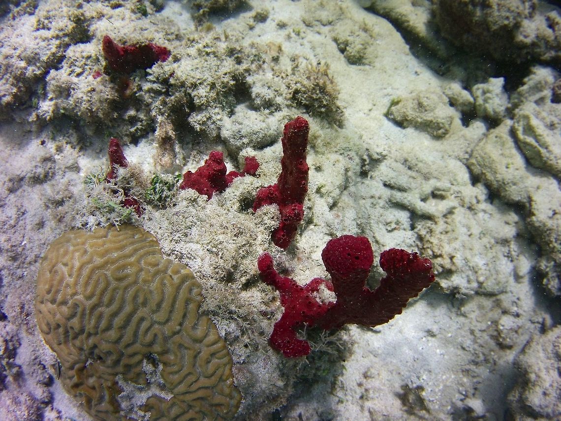 Erect Rope Spong (Amphimedon compressa)?  Amphimedon compressa,Geotagged,Saint Vincent and the Grenadines,Summer