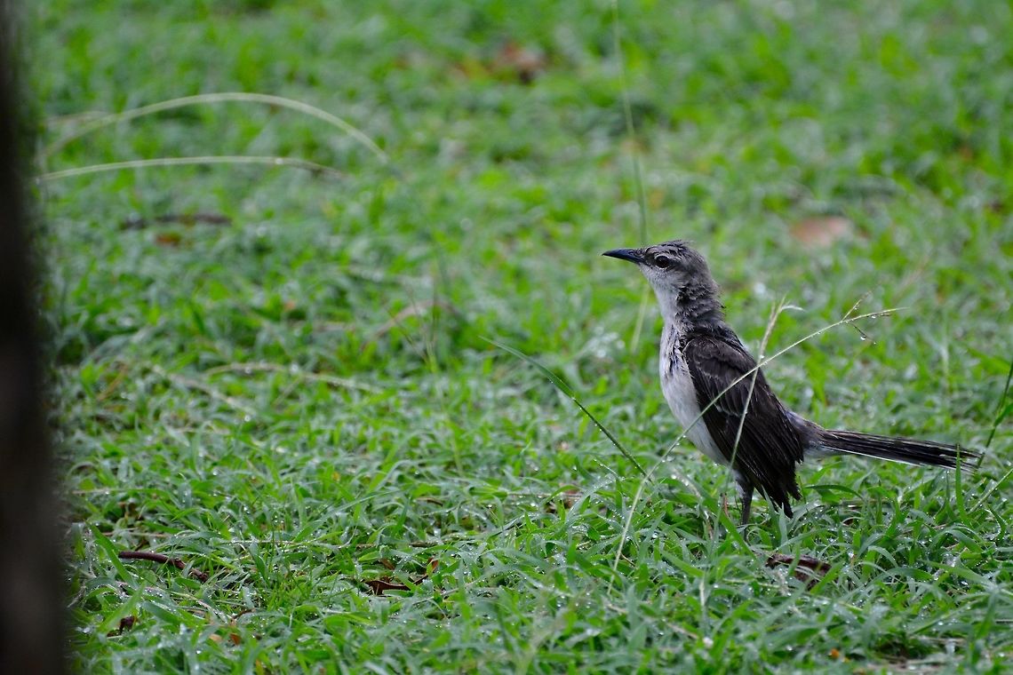 Mockingbird  Geotagged,Mimus gilvus,Saint Vincent and the Grenadines,Summer,Tropical Mock