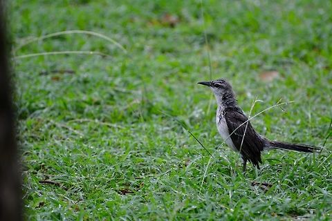 Mockingbird  Geotagged,Mimus gilvus,Saint Vincent and the Grenadines,Summer,Tropical Mock