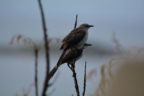 mockingbirds  Geotagged,Mimus gilvus,Saint Vincent and the Grenadines,Summer,Tropical Mock