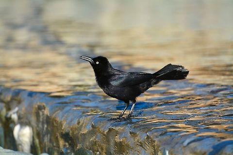 Grackle  Carib grackle,Geotagged,Quiscalus lugubris,Saint Vincent and the Grenadines,Summer