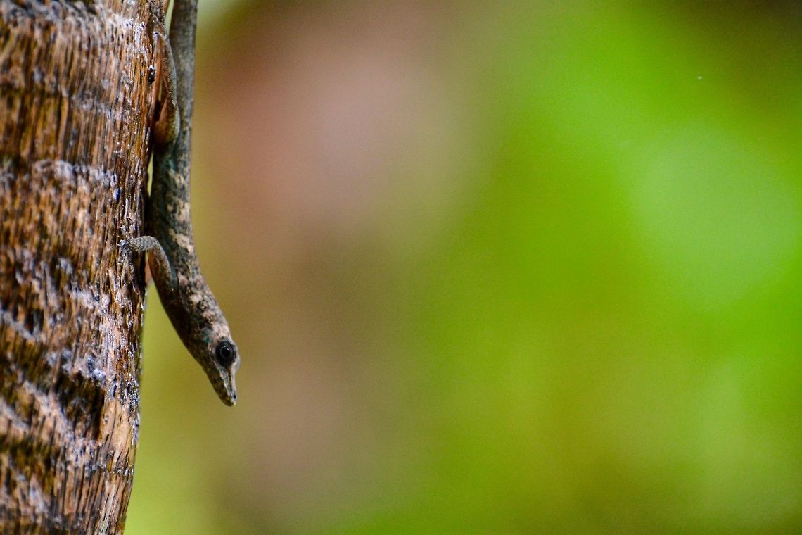 Grenadine Tree Lizard  Anolis aeneus,Bronze Anole,Geotagged,Saint Vincent and the Grenadines,Summer