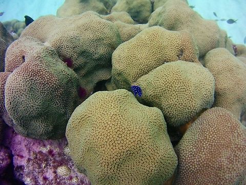 Damselfish  Geotagged,Microspathodon chrysurus,Saint Vincent and the Grenadines,Summer