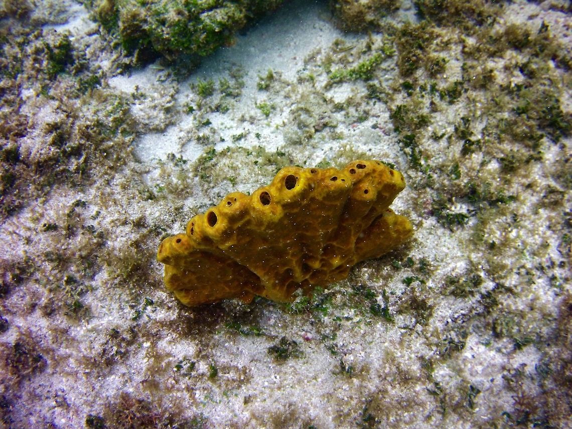 Coral  Aplysina insularis,Geotagged,Saint Vincent and the Grenadines,Summer