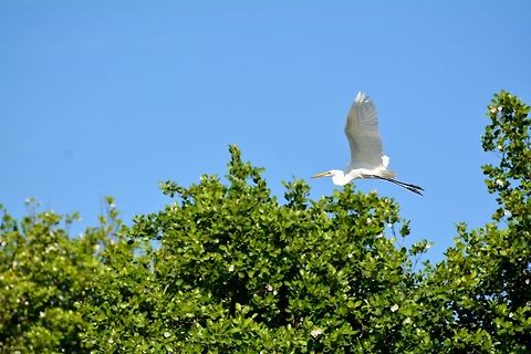 Great Egret  Ardea alba,Geotagged,Great egret,Saint Vincent and the Grenadines,Summer