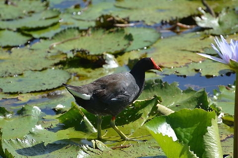 Moorhen  Common Moorhen,Gallinula chloropus,Geotagged,Saint Vincent and the Grenadines,Summer
