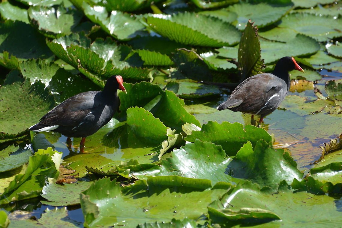 Moorhens  Common Moorhen,Gallinula chloropus,Geotagged,Saint Vincent and the Grenadines,Summer