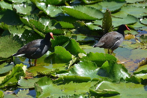 Moorhens  Common Moorhen,Gallinula chloropus,Geotagged,Saint Vincent and the Grenadines,Summer