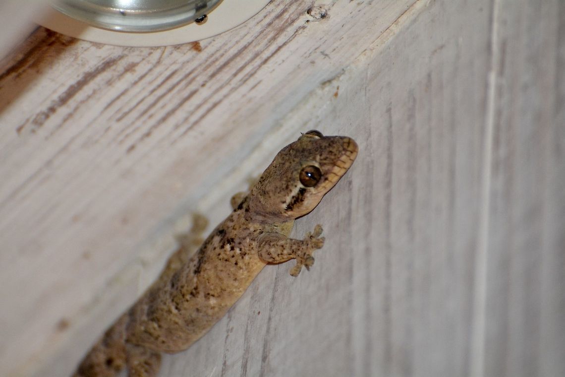 Common House Gecko  Common house gecko,Geotagged,Hemidactylus frenatus,Saint Vincent and the Grenadines,Summer