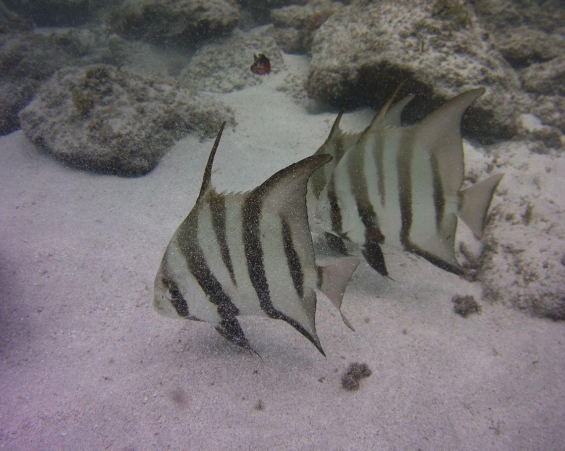 Spadefish  Atlantic spadefish,Chaetodipterus faber,Geotagged,Saint Vincent and the Grenadines,Summer