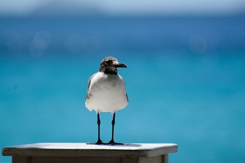Laughing Gull  Geotagged,Laughing gull,Leucophaeus atricilla,Saint Vincent and the Grenadines,Summer