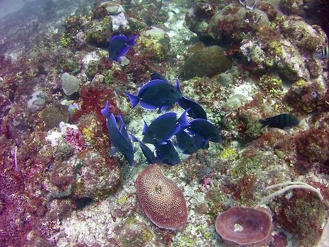 Tang I know it is a species of tang but not sure which one.  My guess would be atlantic blue tang. Acanthurus coeruleus