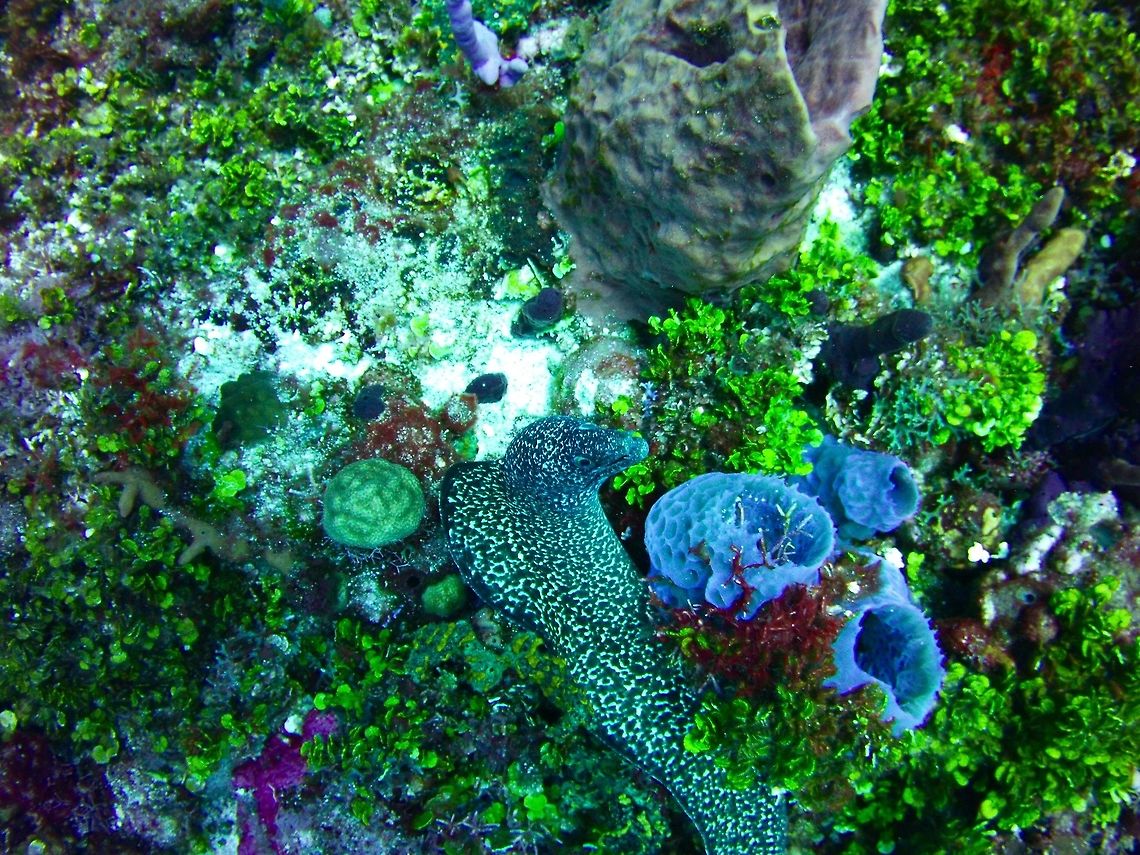 Spotted Moray  Geotagged,Gymnothorax moringa,Saint Vincent and the Grenadines,Spotted moray,Summer