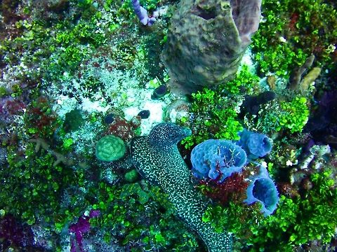 Spotted Moray  Geotagged,Gymnothorax moringa,Saint Vincent and the Grenadines,Spotted moray,Summer