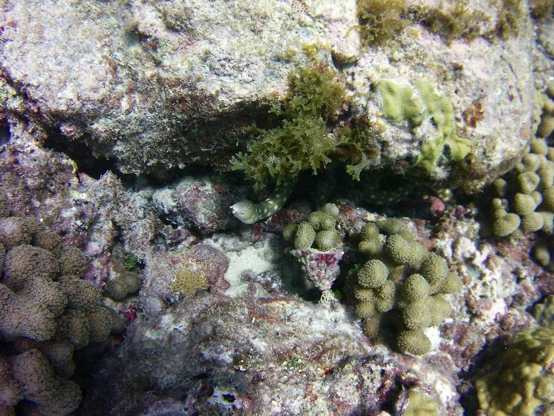 Sharptail  Geotagged,Myrichthys breviceps,Saint Vincent and the Grenadines,Summer