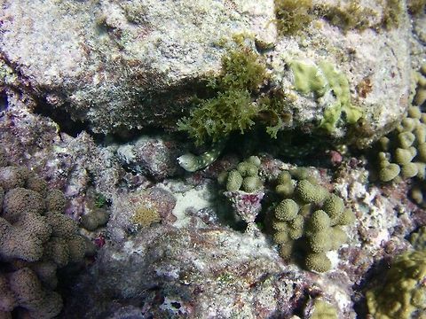 Sharptail  Geotagged,Myrichthys breviceps,Saint Vincent and the Grenadines,Summer