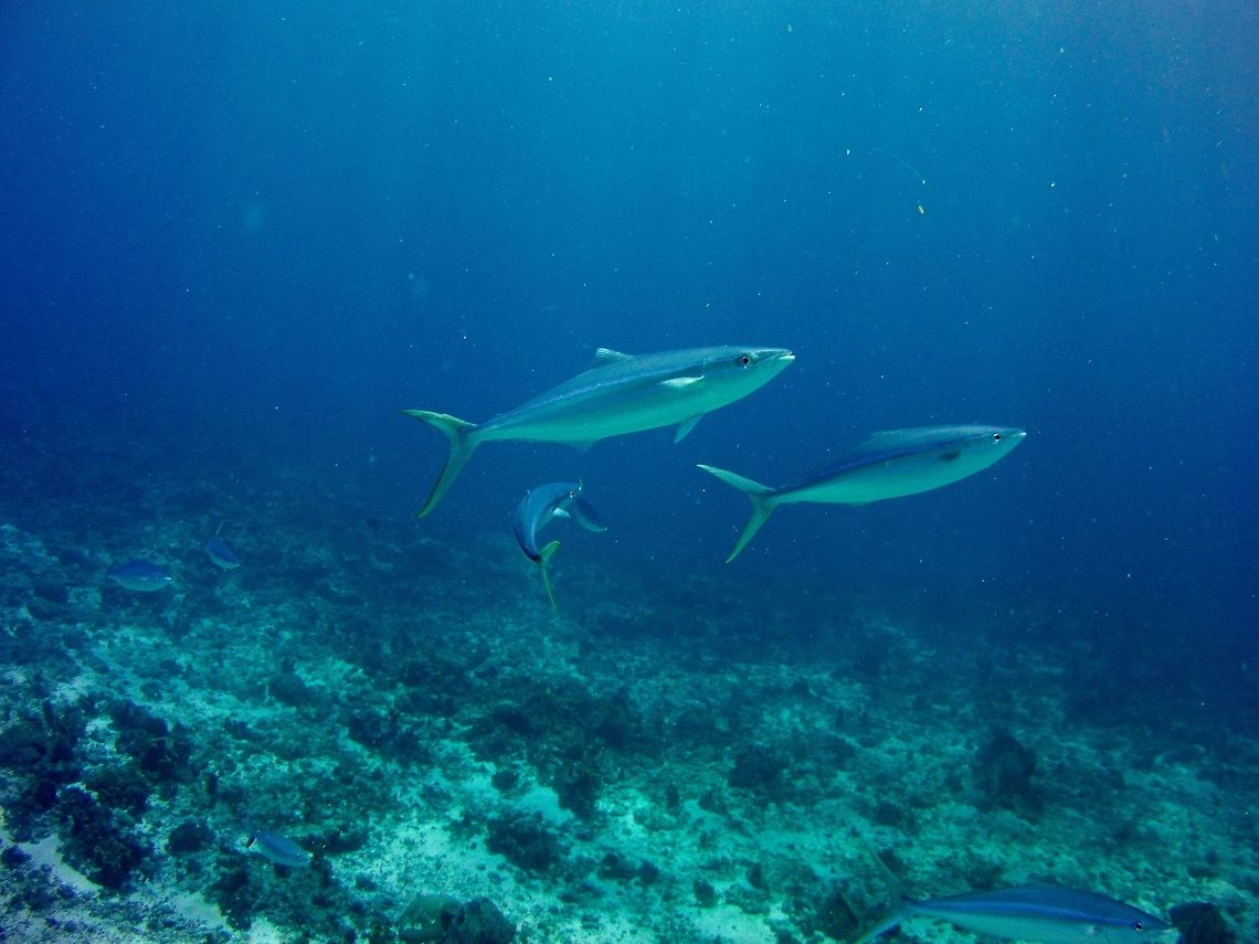 Rainbow Runner  Elagatis bipinnulata,Geotagged,Saint Vincent and the Grenadines,Summer