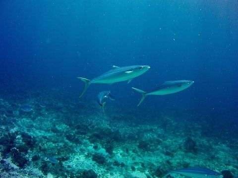 Rainbow Runner  Elagatis bipinnulata,Geotagged,Saint Vincent and the Grenadines,Summer