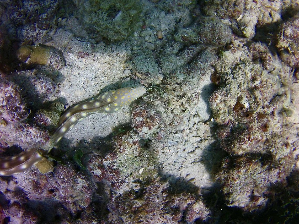 Sharptail  Geotagged,Myrichthys breviceps,Saint Vincent and the Grenadines,Summer