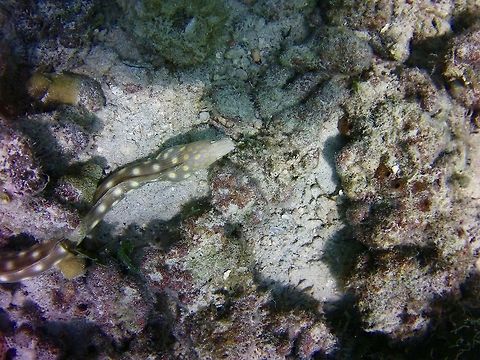 Sharptail snake-eel