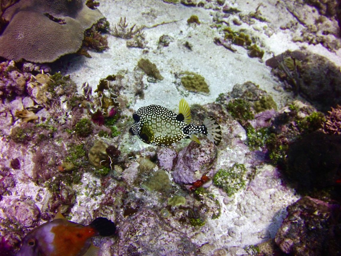 Trunkfish  Geotagged,Lactophrys triqueter,Saint Vincent and the Grenadines,Summer
