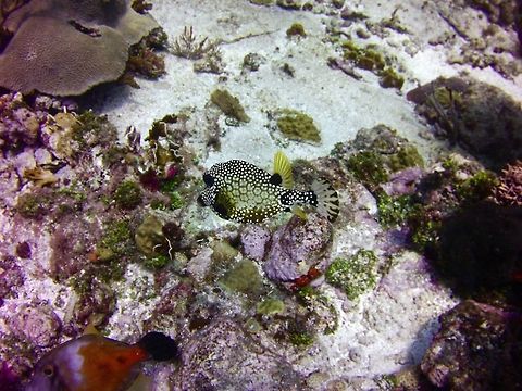 Trunkfish  Geotagged,Lactophrys triqueter,Saint Vincent and the Grenadines,Summer