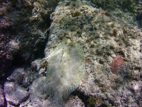 Flounder  Bothus lunatus,Geotagged,Plate fish,Saint Vincent and the Grenadines,Summer