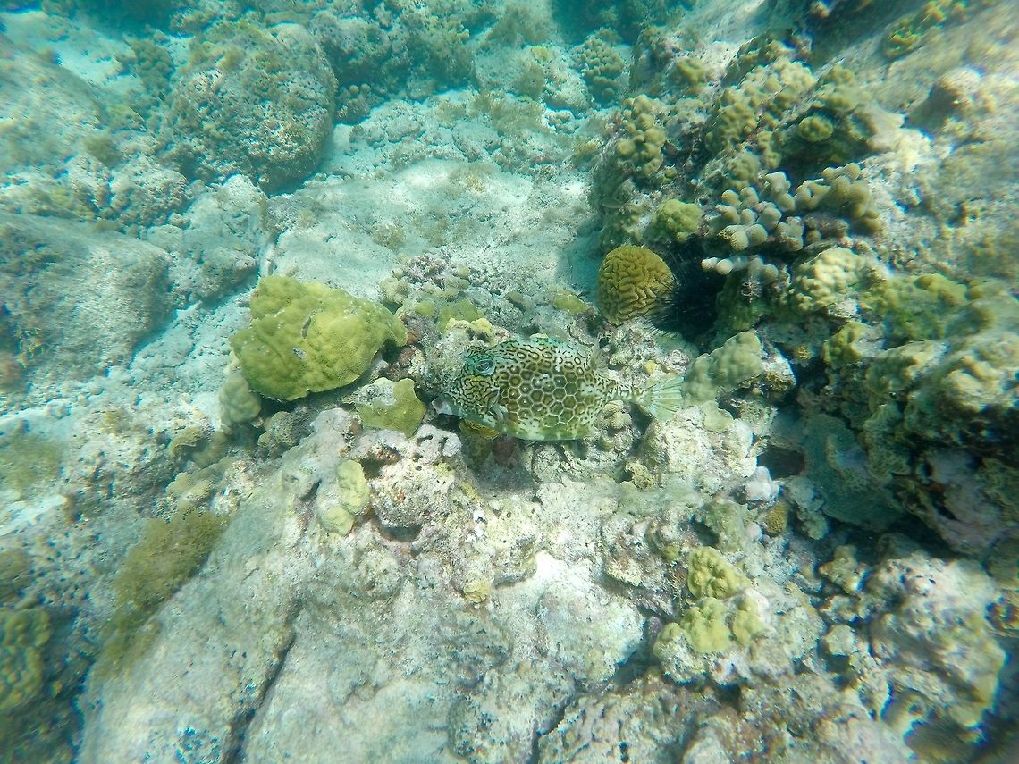 Honeycomb cowfish  Acanthostracion polygonius,Geotagged,Honeycomb cowfish,Saint Vincent and the Grenadines,Summer