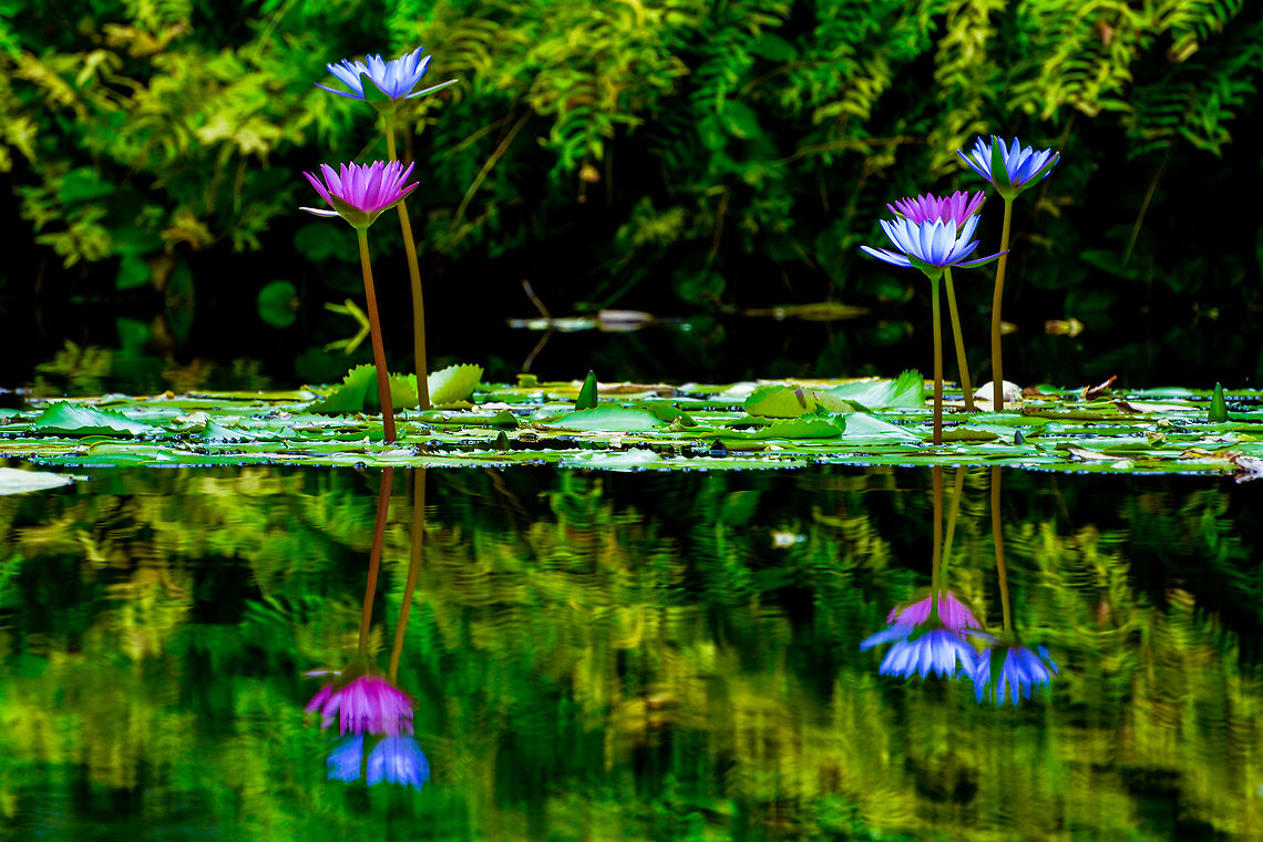 Lily Reflection  Geotagged,Nymphaea nouchali,Saint Vincent and the Grenadines,Summer