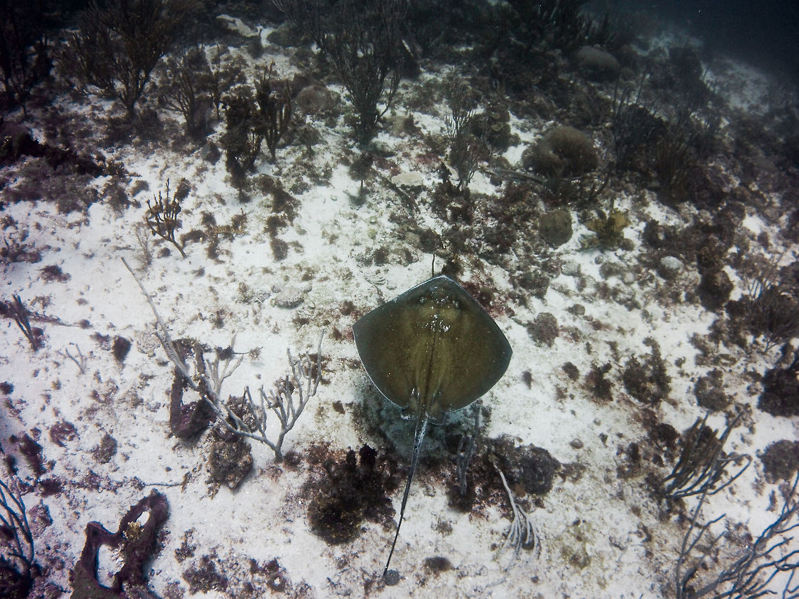 Southern Stingray  Dasyatis americana,Geotagged,Saint Vincent and the Grenadines,Southern stingray,Summer