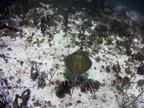 Southern Stingray  Dasyatis americana,Geotagged,Saint Vincent and the Grenadines,Southern stingray,Summer