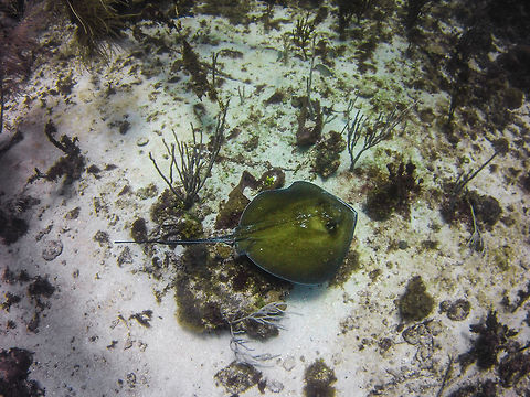 Southern Stingray  Dasyatis americana,Geotagged,Saint Vincent and the Grenadines,Southern stingray,Summer