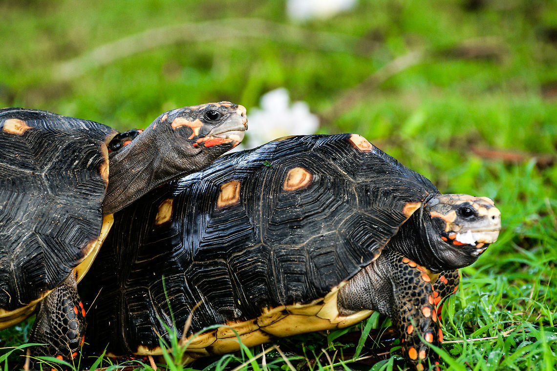 Red footed tortoises Two tortoises right before mating Chelonoidis carbonaria,Geotagged,Red-footed tortoise,Saint Vincent and the Grenadines,Summer