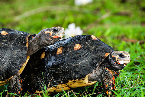Red footed tortoises Two tortoises right before mating Chelonoidis carbonaria,Geotagged,Red-footed tortoise,Saint Vincent and the Grenadines,Summer