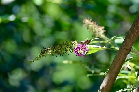 Skipper  Atalopedes campestris,Geotagged,Summer,United States