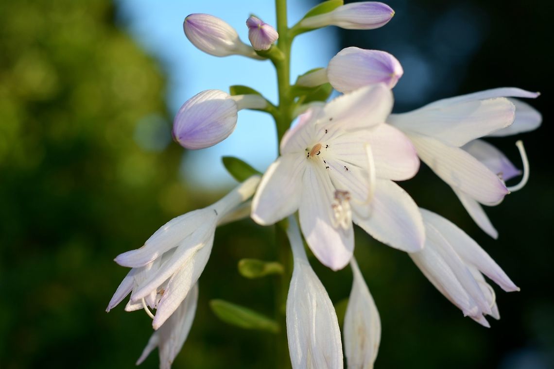 Ants & flower Not sure of either species<br />
 Geotagged,Summer,United States