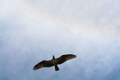 Osprey  Geotagged,Osprey,Pandion haliaetus,Summer,United States