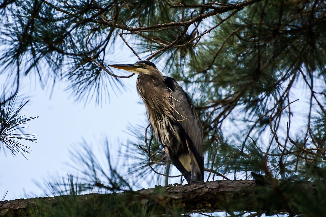 Heron  Ardea herodias,Geotagged,Great Blue Heron,Summer,United States