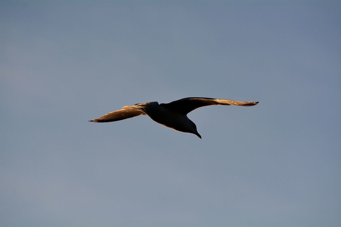 Sunset Gull A gull whose wings are tinted gold. Fall,Geotagged,United States