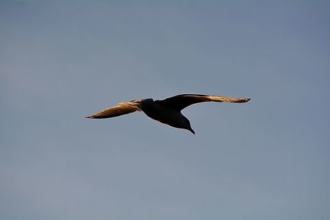 Sunset Gull A gull whose wings are tinted gold. Fall,Geotagged,United States