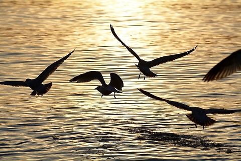 Time to leave A group of seagulls taking off Fall,Geotagged,United States