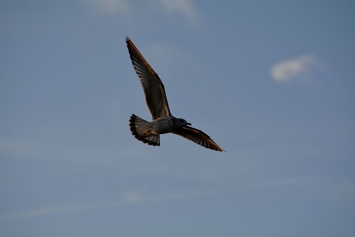 Tight turn a gull making turn in midair Fall,Geotagged,United States