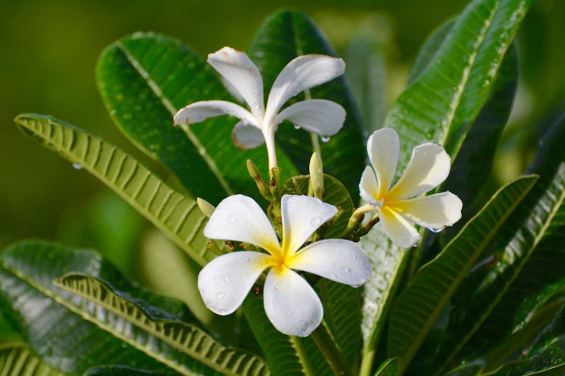 White and Yellow Do not know what species.  Geotagged,Pagoda tree,Plumeria obtusa,Saint Vincent and the Grenadines,Summer
