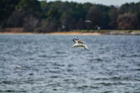gull not sure of the species Geotagged,Larus delawarensis,Ring-billed gull,United States,Winter