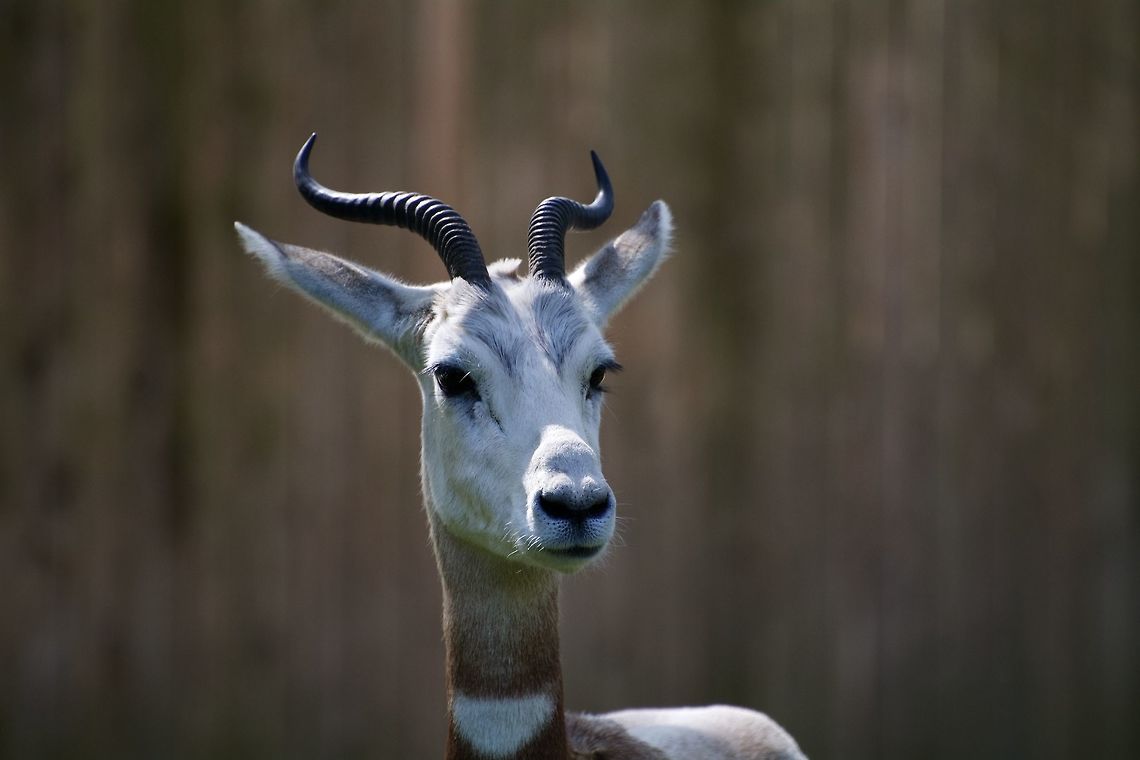 Dama Gazelle A dama gazelle at the National Zoo in Washington D.C. Dama gazelle,Geotagged,Nanger dama,Spring,United States,Zoo