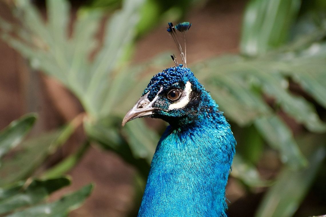 Peafowl Indian Peafowl at the National Zoo. Geotagged,Indian peafowl,Pavo cristatus,Spring,United States