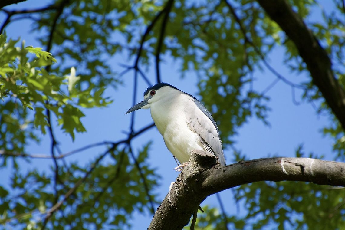 Black-crowned Night Heron This night heron was part of the wild breeding colony that is located at the National Zoo. Black-crowned night heron,Geotagged,Nycticorax nycticorax,Spring,United States