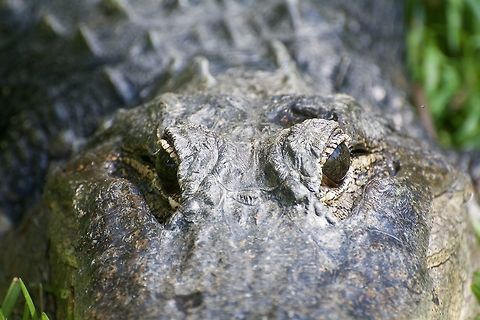 Eye of the alligator Alligator at the National Zoo Alligator mississippiensis,American Alligator,Geotagged,Spring,United States