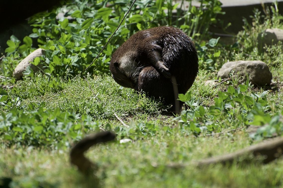 Grooming Otter Asian Small Clawed Otter at the National Zoo Aonyx cinerea,Geotagged,Oriental small-clawed otter,Spring,United States